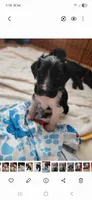 ZuZu, a female Goldendoodle for sale in Houston, MO – 4 of 6