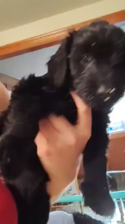 Madea, a female Goldendoodle for sale in Houston, MO – 4 of 5