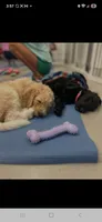 Emma, a female Goldendoodle for sale in Houston, MO – 6 of 10