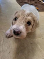 Dutton, a male Goldendoodle for sale in Houston, MO – 4 of 6