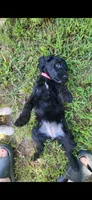 Pinky, a female Goldendoodle for sale in Houston, MO – 5 of 8