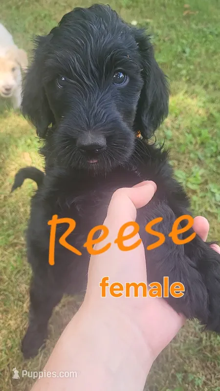 Reese – Goldendoodle puppy for sale in Houston, MO