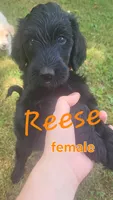Reese, a female Goldendoodle for sale in Houston, MO – 1 of 6