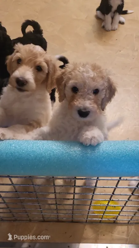 Emma – Goldendoodle puppy for sale in Houston, MO