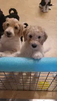 Emma, a female Goldendoodle for sale in Houston, MO – 1 of 10