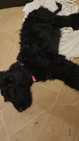 Pinky, a female Goldendoodle for sale in Houston, MO – 7 of 8