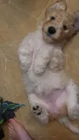 Emma, a female Goldendoodle for sale in Houston, MO – 2 of 10