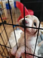 Dutton, a male Goldendoodle for sale in Houston, MO – 3 of 6