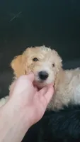 Emma, a female Goldendoodle for sale in Houston, MO – 3 of 10