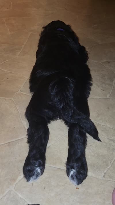 Madea, a female Goldendoodle for sale in Houston, MO – 5 of 5