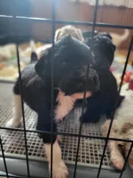 Robbie, a male Goldendoodle for sale in Houston, MO – 2 of 3