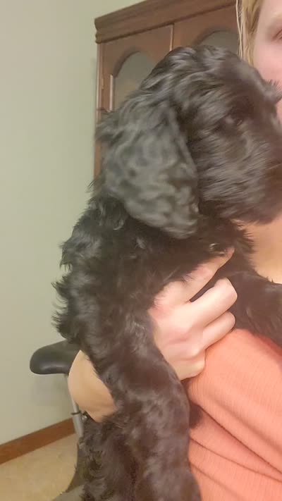 Reese, a female Goldendoodle for sale in Houston, MO – 6 of 6