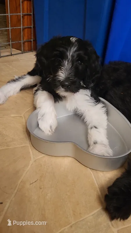 ZuZu – Goldendoodle puppy for sale in Houston, MO
