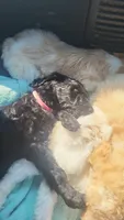 Pinky, a female Goldendoodle for sale in Houston, MO – 4 of 8