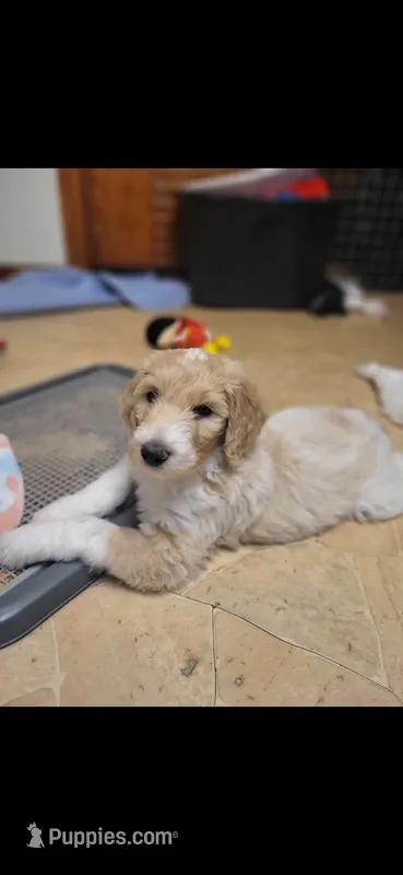 Dutton – Goldendoodle puppy for sale in Houston, MO