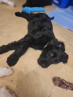 Reese, a female Goldendoodle for sale in Houston, MO – 4 of 6