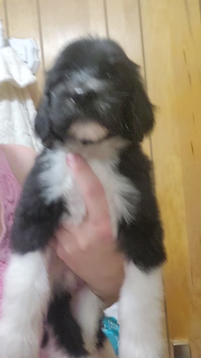 Robbie, a male Goldendoodle for sale in Houston, MO – 3 of 3