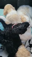 Pinky, a female Goldendoodle for sale in Houston, MO – 6 of 8