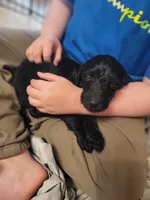 Arkey, a female Goldendoodle for sale in Houston, MO – 1 of 3