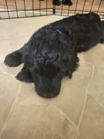 Madea, a female Goldendoodle for sale in Houston, MO – 2 of 5