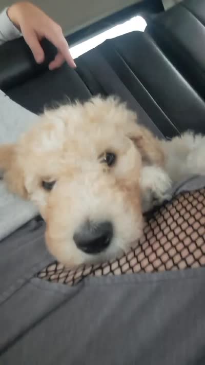 Emma, a female Goldendoodle for sale in Houston, MO – 9 of 10