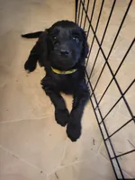 Arkey, a female Goldendoodle for sale in Houston, MO – 2 of 3