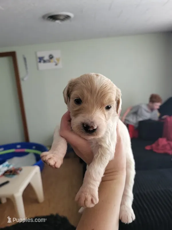Dutton – Goldendoodle puppy for sale in Houston, MO