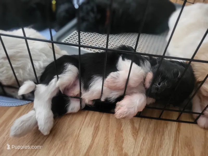 Robbie – Goldendoodle puppy for sale in Houston, MO