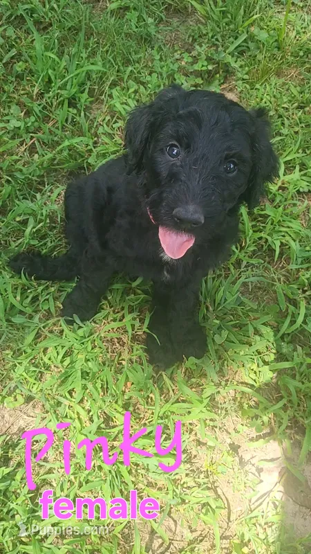 Pinky – Goldendoodle puppy for sale in Houston, MO