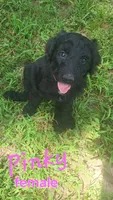 Pinky, a female Goldendoodle for sale in Houston, MO – 1 of 8