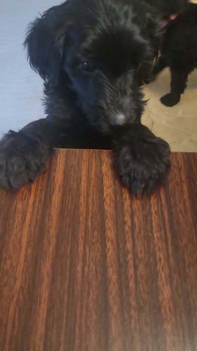 Arkey, a female Goldendoodle for sale in Houston, MO – 3 of 3