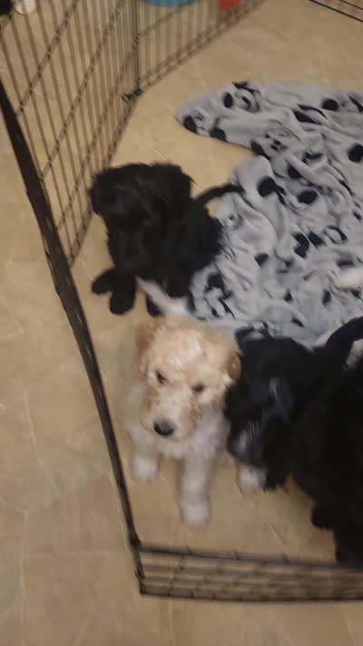 Reese, a female Goldendoodle for sale in Houston, MO – 5 of 6