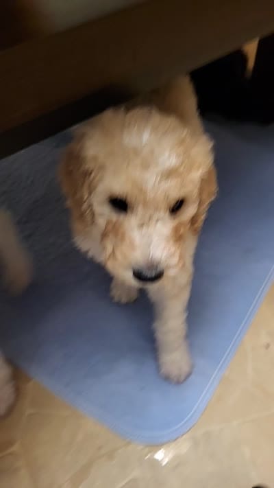 Emma, a female Goldendoodle for sale in Houston, MO – 10 of 10