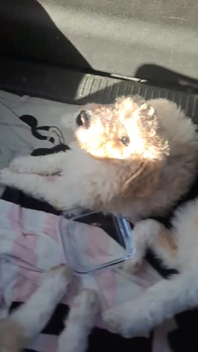 Emma, a female Goldendoodle for sale in Houston, MO – 8 of 10