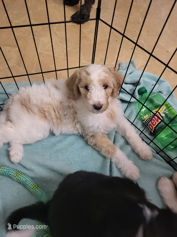 Winter – Goldendoodle puppy for sale in Houston, MO
