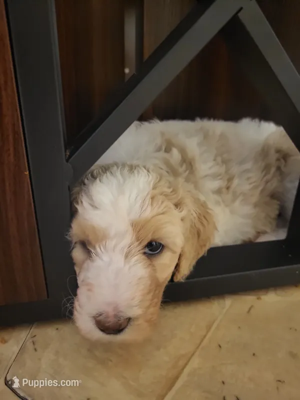 Winter – Goldendoodle puppy for sale in Houston, MO