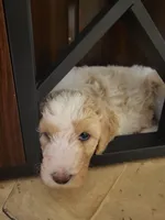 Winter, a female Goldendoodle for sale in Houston, MO – 1 of 4