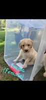 Emma, a female Goldendoodle for sale in Houston, MO – 7 of 10