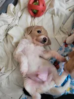 Dutton, a male Goldendoodle for sale in Houston, MO – 5 of 6