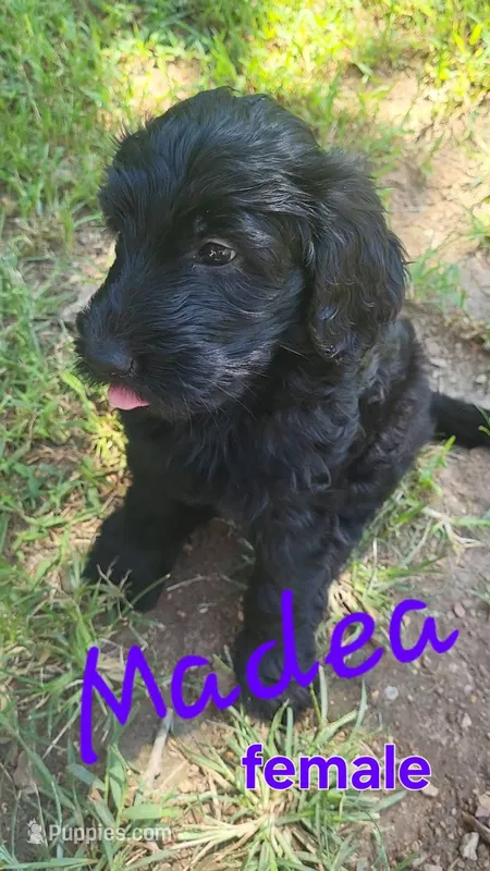 Madea – Goldendoodle puppy for sale in Houston, MO