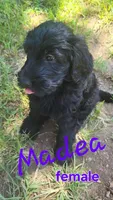 Madea, a female Goldendoodle for sale in Houston, MO – 1 of 5