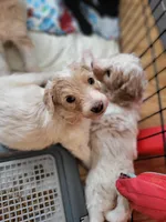 Dutton, a male Goldendoodle for sale in Houston, MO – 6 of 6