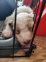Winter, a female Goldendoodle for sale in Houston, MO – 2 of 4