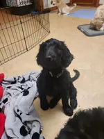 Reese, a female Goldendoodle for sale in Houston, MO – 2 of 6