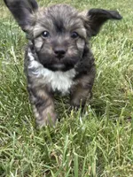 Rollie, a male Yorkipoo for sale in High Point, NC – 9 of 10