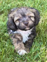 Rollie, a male Yorkipoo for sale in High Point, NC – 6 of 10