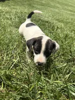 Dice, a male Jack Russell Terrier for sale in High Point, NC – 4 of 5