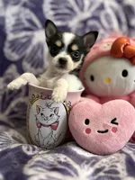 Lil Biscuit, a female Chihuahua for sale in High Point, NC – 5 of 9