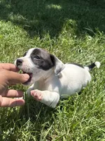 Dice, a male Jack Russell Terrier for sale in High Point, NC – 3 of 5