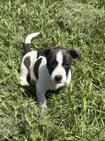 Domino, a male Jack Russell Terrier for sale in High Point, NC – 3 of 6